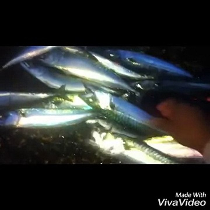 ตกปลาซาบะที่เกาะไอแลน์  fishing mackerel fish at Ireland UK