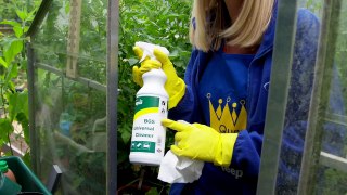 Cleaning a greenhouse with Teepol BGS