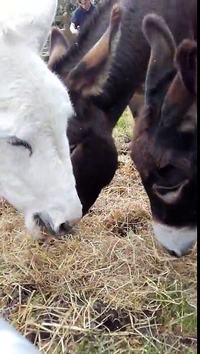 Cocoa ,henny and Hannah