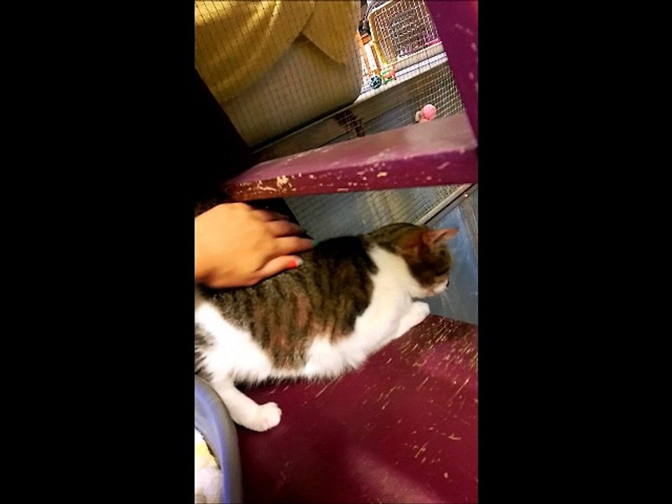 Wallie se laisse caresser et apprécie!