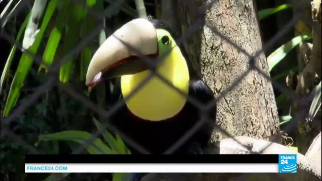 Costa Rica: tucan's new prosthetic beak saves bird after attack