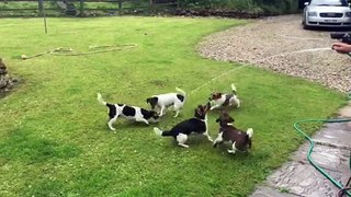 My crazy dogs with the hose pipe