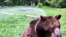 Un ours profite des bienfaits d’une bonne douche fraîche avec un arroseur automatique !