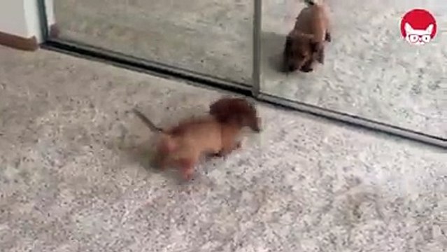 Il cagnolino che abbaia alla sua immagine riflessa