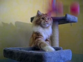 Kenaï, Maine Coon, 8 mois