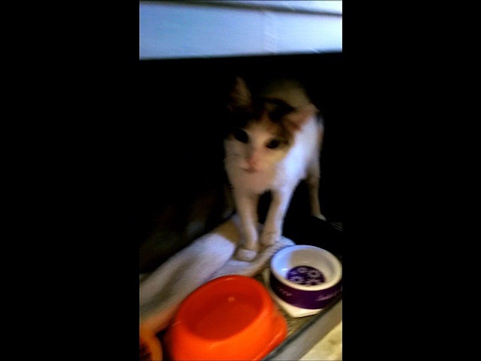 L'accueil de Minette!! 3