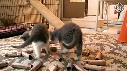 Una compilation di gatti davvero adorabili