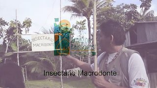 Visita el Insectario Macrodonte con Amazon Rainforest Lodge