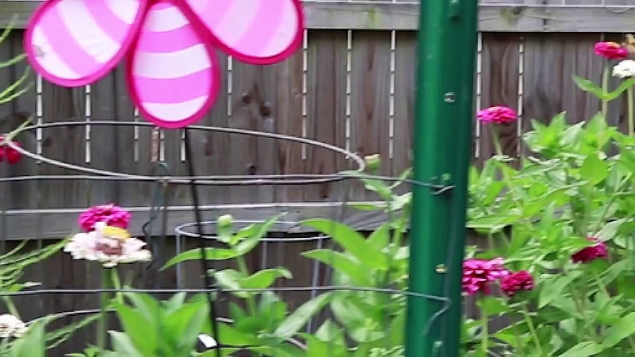 MetroMommy Quick Garden Update