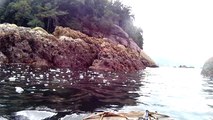 4k, Full HD, Ultra HD, Ubatuba, SP, Brasil, mergulhando com as tartarugas marinhas, corais, peixes e vida marinha, Marcelo Ambrogi, agosto de 2016, (29)