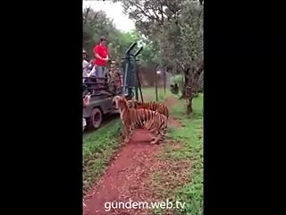 Açlık hayvanı nasıl da 2 metre zıplatıyor