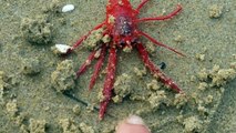 Massive Red Crabs washing up deceased here