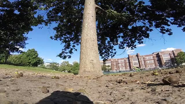 Un écureuil vole une GoPro et s'improvise un vie-ma-vie dans les arbres !