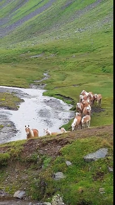 Cavali biondi austria