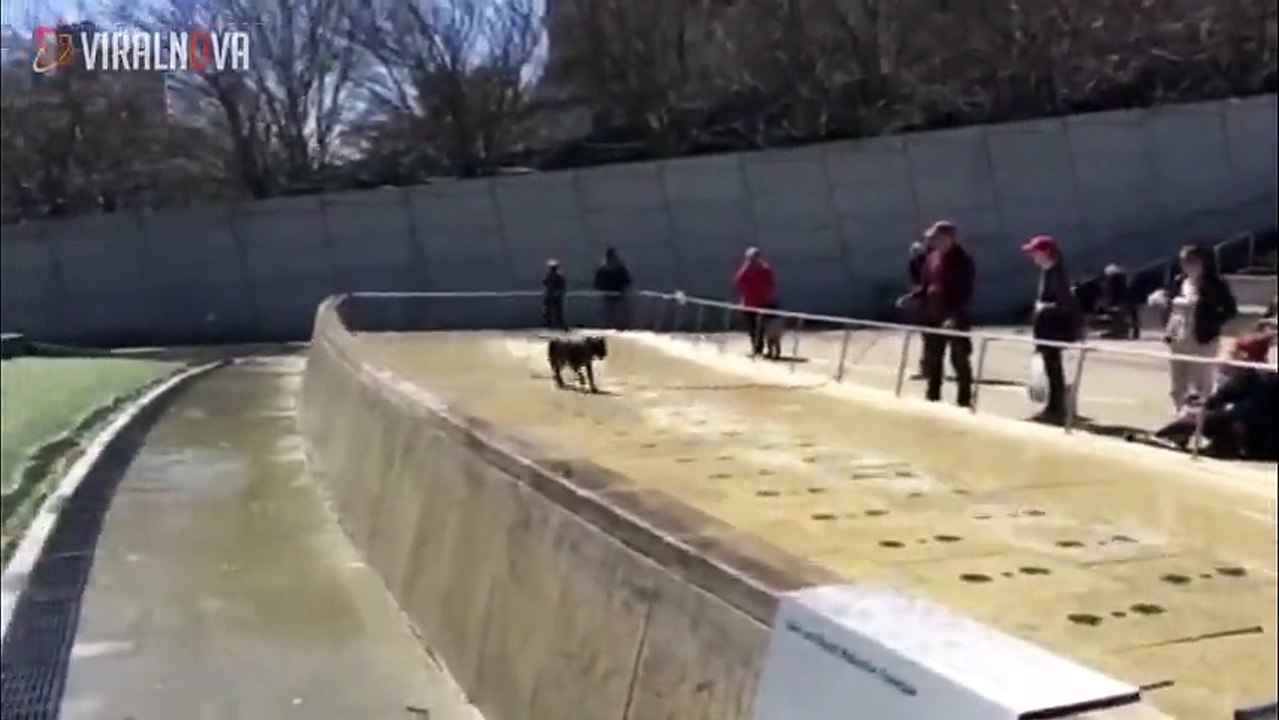 Ce chien n'a aucune idée qu'il marche sur une fontaine. Regardez bien sa réaction hilarante quand le jet d'eau va sortir