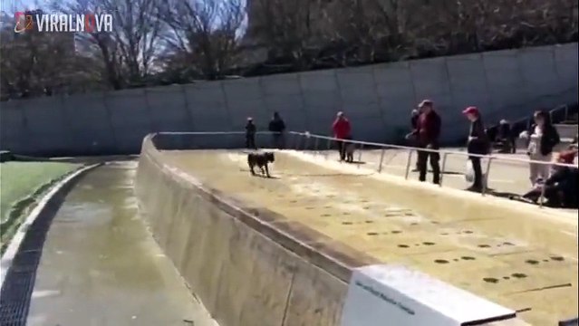 Ce chien n'a aucune idée qu'il marche sur une fontaine. Regardez bien sa réaction hilarante quand le jet d'eau va sortir