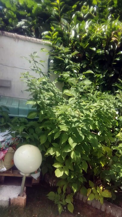 Chance dans le jardin avec Bianco, Maou, Kiki et Nora