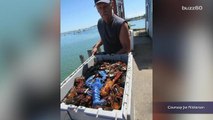 Lobsterman Catches Rare Bright Blue Lobster