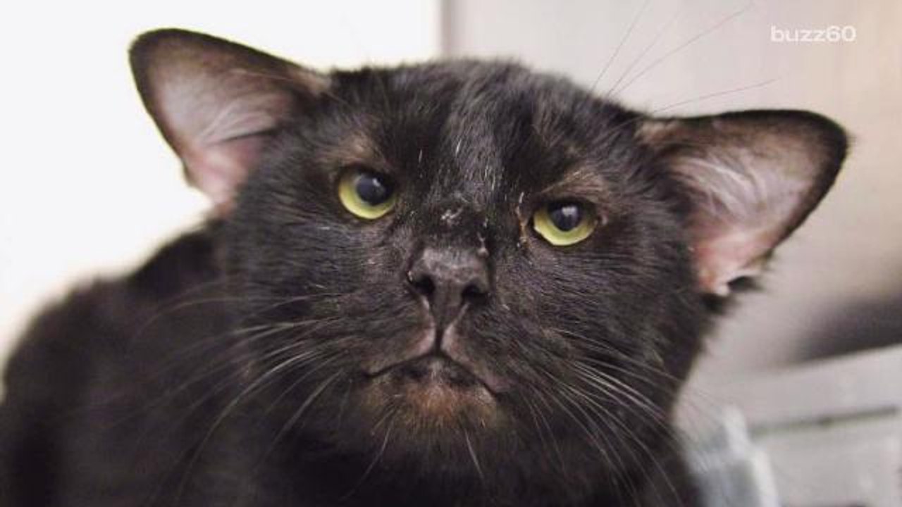 4-Eared Cat Named Batman Gets Adopted Within Hours