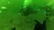 Scuba Diver Comes to Rescue of Woman Panicking During Ascent