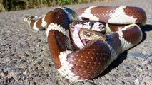 Most Amazing Snake Attacks - King Cobra attacks Python - Python attacks Cobra