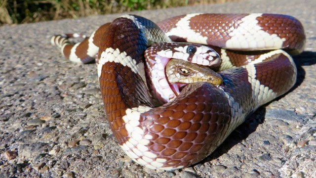 Most Amazing Snake Attacks - King Cobra attacks Python - Python attacks Cobra