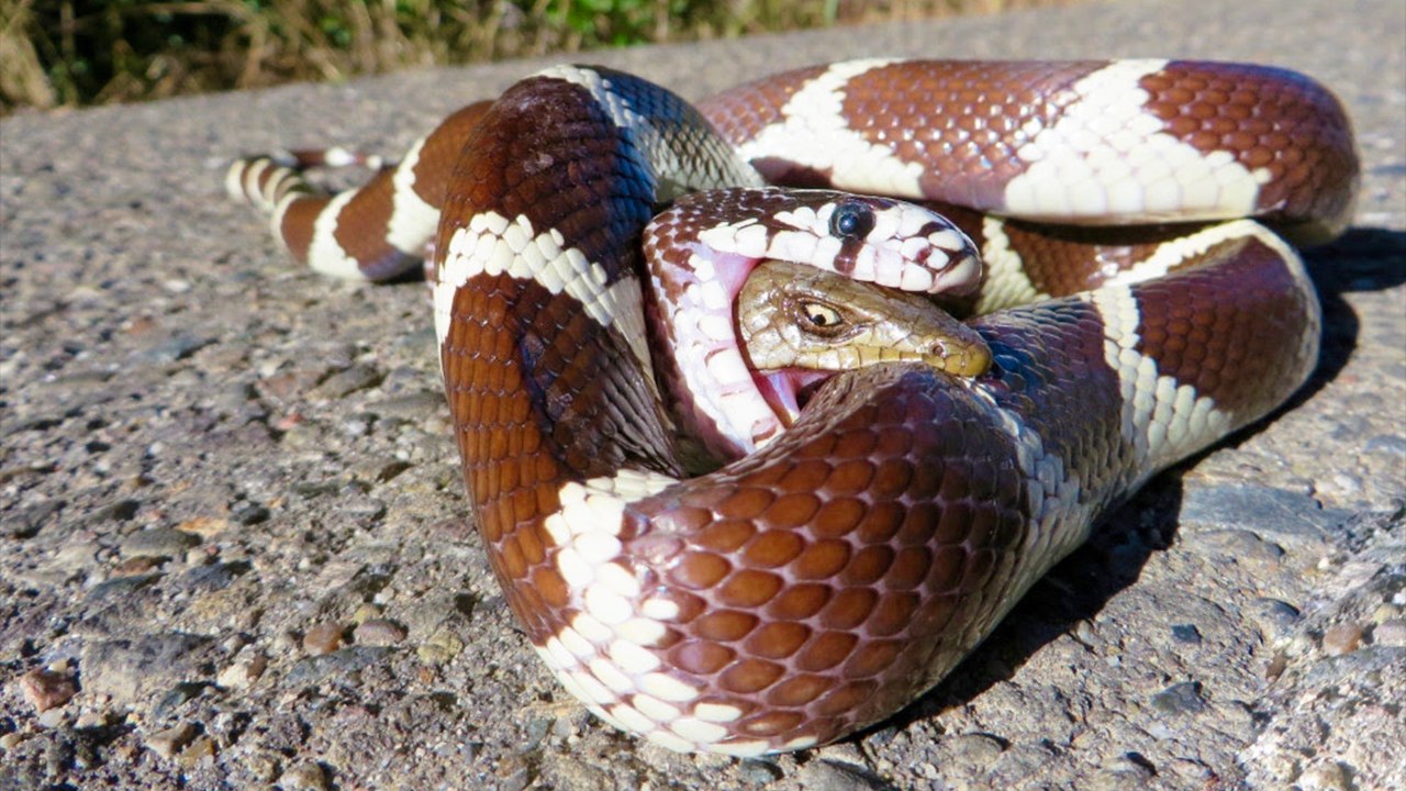 Most Amazing Snake Attacks - King Cobra attacks Python - Python attacks Cobra