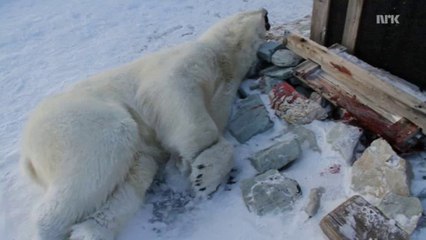 ノルウェー・スピッツベルゲン島でホッキョクグマが射殺される (Mar.25 2013)