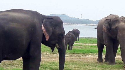 Elephant migration(8)