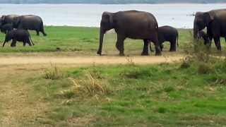 Elephant migration(7)