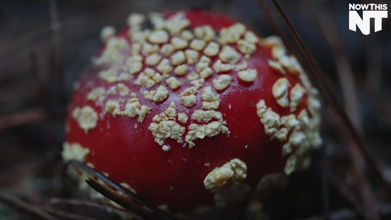 Mushrooms Being Turned Into Leather