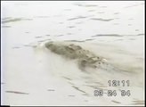 Momento en el que un cocodrilo mató a un hombre en una laguna