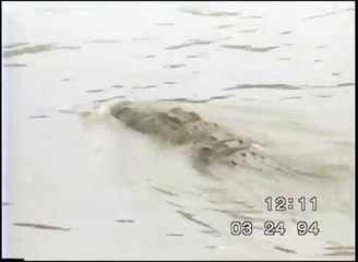 Momento en el que un cocodrilo mató a un hombre en una laguna