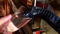 snake drinking water in glass