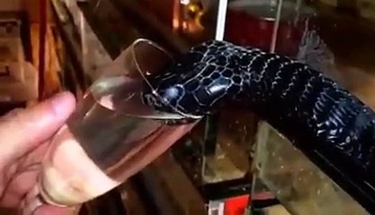 snake drinking water in glass