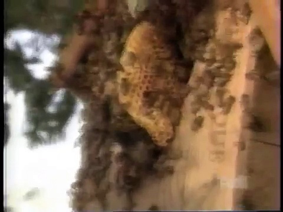 Africanized-bees-attack-and-kill-man