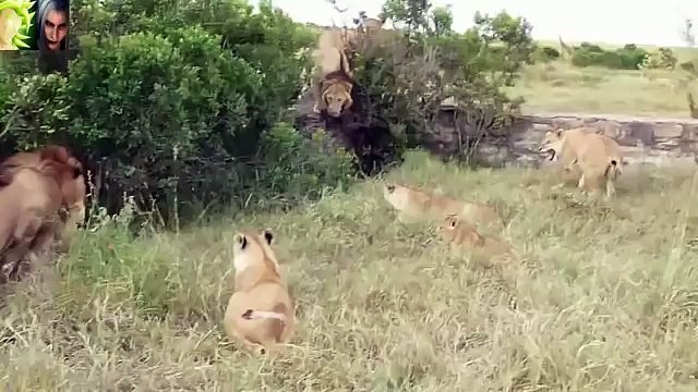 Vea las mejores peleas a muerte entre leones
