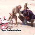 Monkey smoking and kicking the man