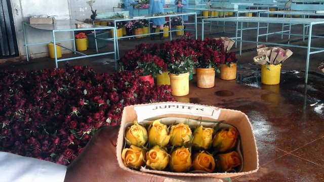 Rose Kenya 0722648424: Rose Flower Kenya: Rose Garden in Kenya & White Rose Kenya.