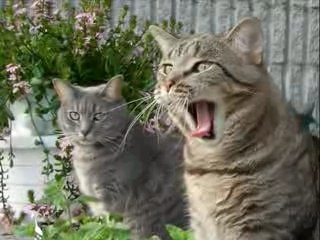 Mon Billy-Bob, mon amour...