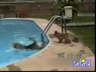 Pool action [from www.metacafe.com]