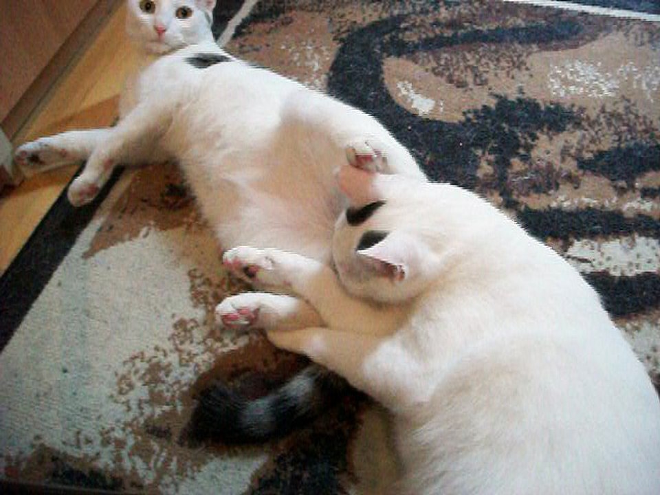 Harvey und Vinzent am 11.08.2016