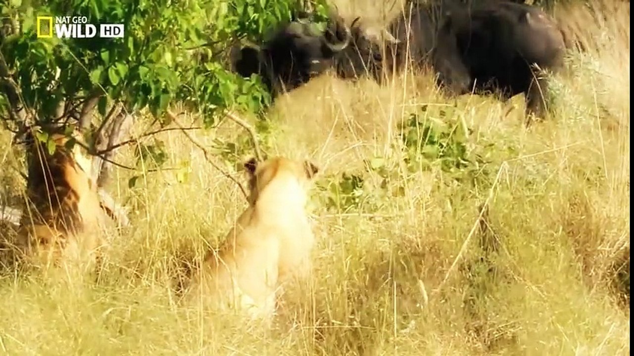 Documentary  LIONS -  THE KILLER ATTACK  - WILD LIONS The Ultimate Predator  - National Geographic