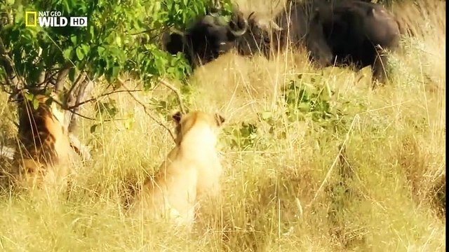 Documentary LIONS - THE KILLER ATTACK - WILD LIONS The Ultimate Predator - National Geographic