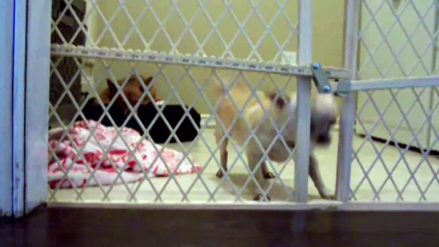 Освободил и себя и товарища. Смешные приколы собаки