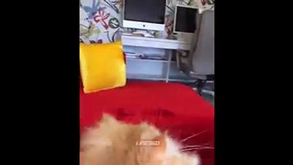 Cats Mesmerized by Butterfly Toy