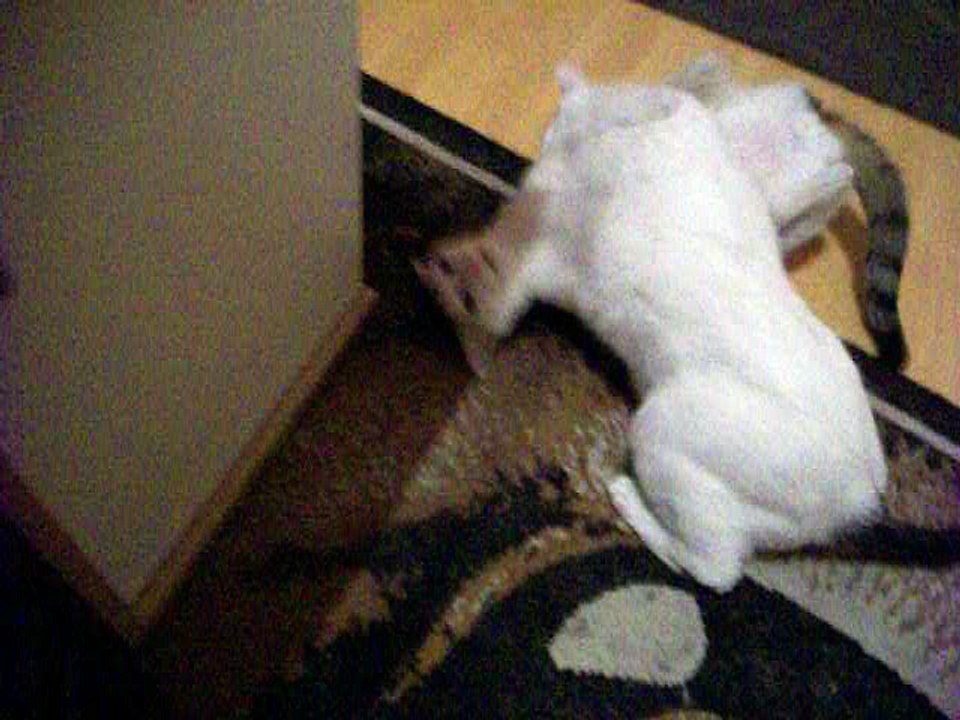 Harvey und Vinzent am 11.08.2016