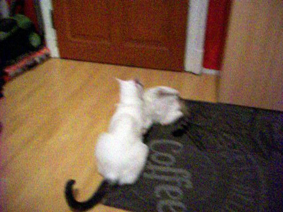 Harvey und Vinzent am 11.08.2016