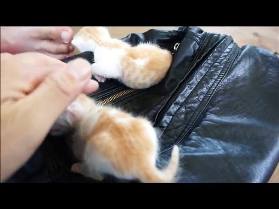 mother cat find the newborn cute baby cat funny cat 怒らない猫貓 進擊的巨貓