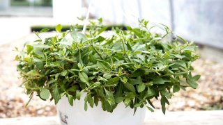 Hanging Basket Regrowing